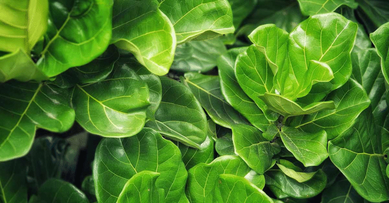 fiddle leaf fig care