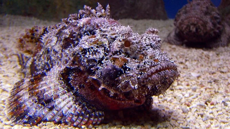 The Stonefish