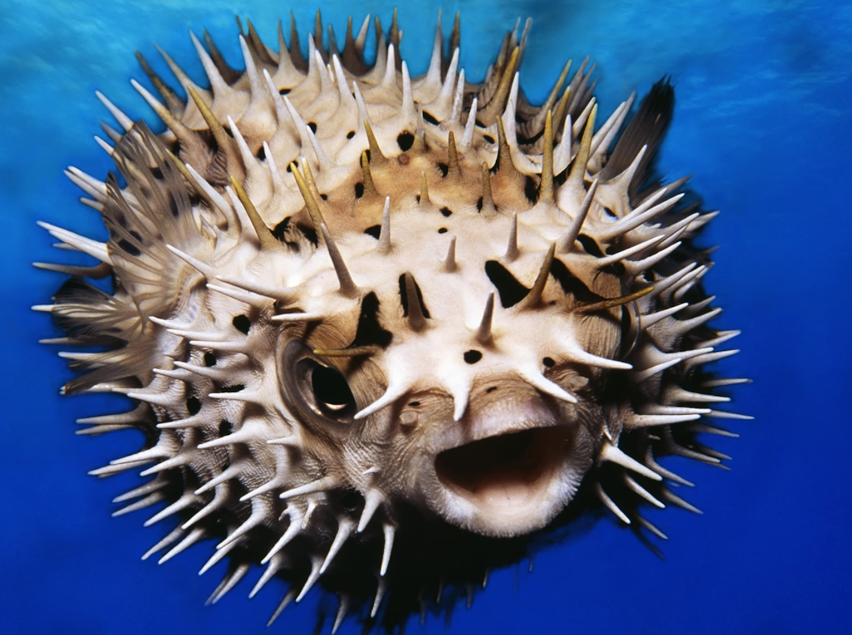 Pufferfish