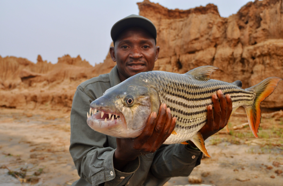 Tigerfish