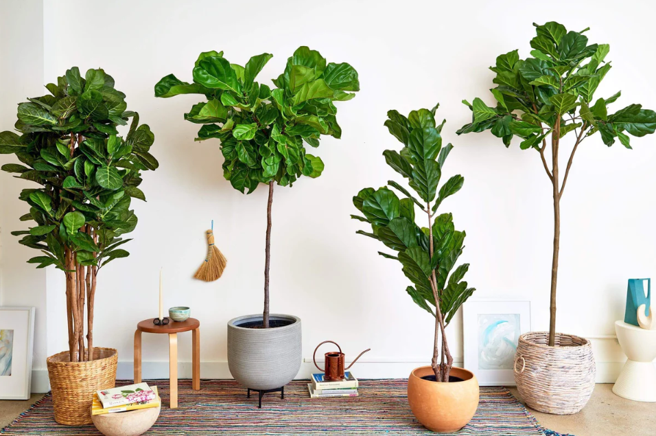 Indoor Fiddle Leaf Fig Care