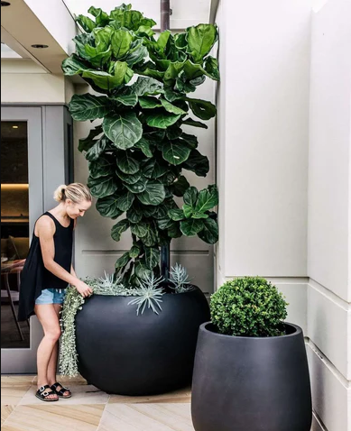Fiddle Leaf Fig Care Outdoors: What You Need to Know